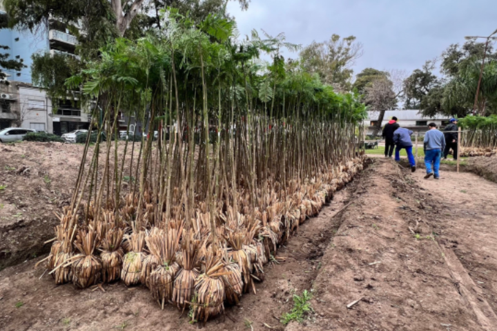 El plan de arborización se consolida con la plantación de 4 mil nuevos árboles